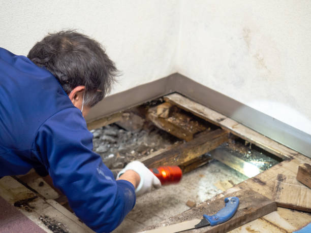 Best Certified Mold Removal  in Barton, NM