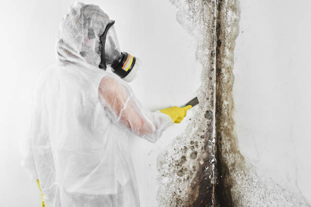 Best Commercial Mold Removal  in Barton, NM