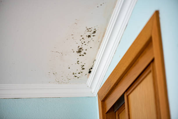 Best Mold Testing  in Barton, NM