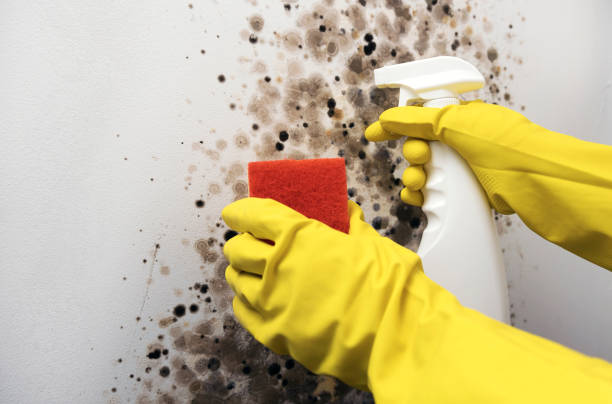 Best Mold Testing  in Barton, NM