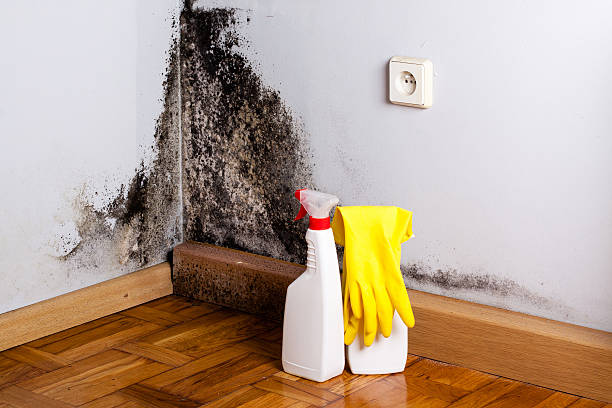 Best Emergency Mold Removal  in Barton, NM