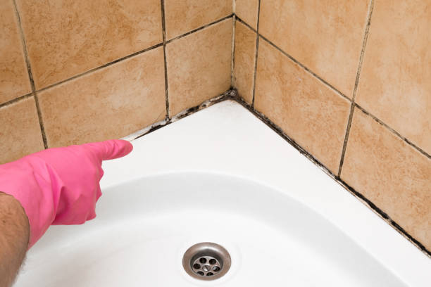 Attic Mold Removal in Barton, NM